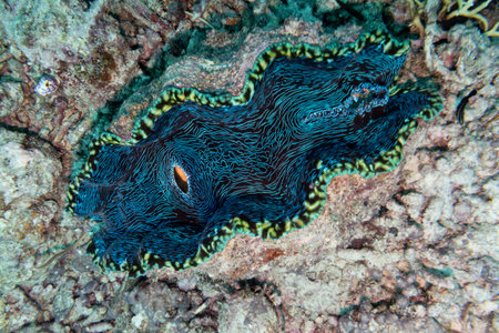 Giant clam underwater, Castle Rock Dive Site, Nursery Dive Site, Great Barrier Reef, Queensland, Australiaのeditorial素材