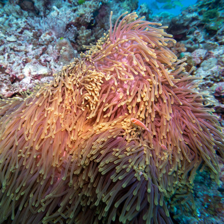 Sea anemone and fish, Nursery Dive Site, Great Barrier Reef, Queensland, Australiaのeditorial素材