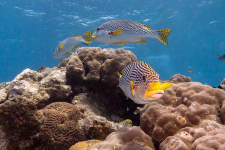 Oriental Sweetlips fish near coral reef, Nursery Dive Site, Great Barrier Reef, Queensland, Australiaのeditorial素材