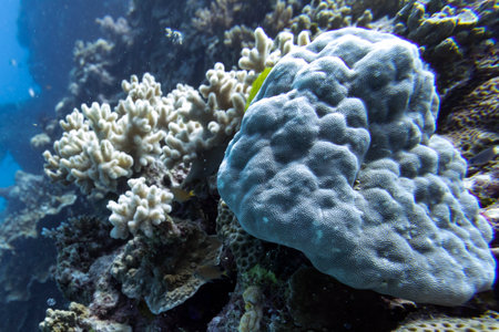 Close-up of coral, Barracuda Bommie Dive Site, Great Barrier Reef, Queensland, Australiaのeditorial素材