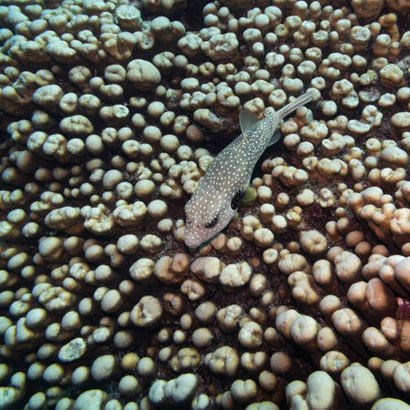 White spotted pufferfish swimming over corals, Turtle Bommie Dive Site, Great Barrier Reef, Queensland, Australiaのeditorial素材