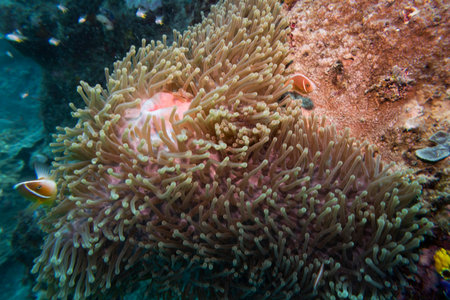 Close-up of sea anemone, Castle Rock Dive Site, Nursery Dive Site, Great Barrier Reef, Queensland, Australiaのeditorial素材