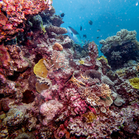 Blue Parrotfish near corals, Turtle Bommie Dive Site, Great Barrier Reef, Queensland, Australiaのeditorial素材