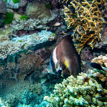 Angelfish swimming near corals, Turtle Bommie Dive Site, Great Barrier Reef, Queensland, Australiaのeditorial素材