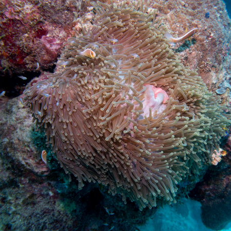 Close-up of sea anemone, Castle Rock Dive Site, Nursery Dive Site, Great Barrier Reef, Queensland, Australiaのeditorial素材