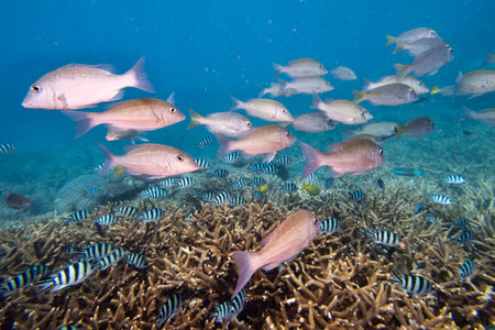 School of fish near branch corals, Nursery Dive Site, Great Barrier Reef, Queensland, Australiaのeditorial素材