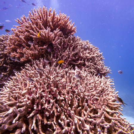Fish and corals, Agincourt Reef, Great Barrier Reef, Queensland, Australiaのeditorial素材