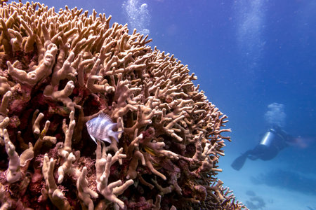 Fish among coral with scuba diver in background, Agincourt Reef, Great Barrier Reef, Queensland, Australiaのeditorial素材