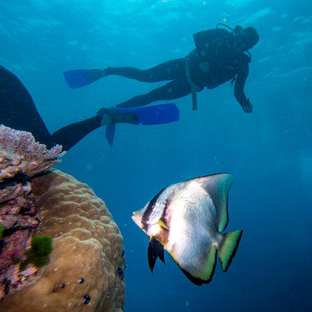 Angelfish with scuba divers underwater, Turtle Bommie Dive Site, Great Barrier Reef, Queensland, Australiaのeditorial素材