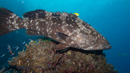 Close-up of Grouper fish near scuba diver, Castle Rock Dive Site, Nursery Dive Site, Great Barrier Reef, Queensland, Australiaのeditorial素材