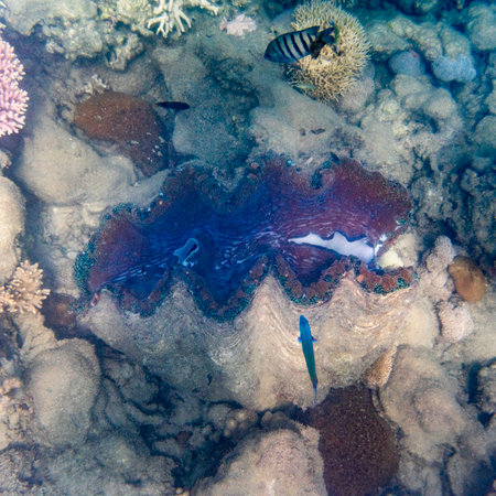 Fish swimming above giant clam, Turtle Bommie Dive Site, Great Barrier Reef, Queensland, Australiaのeditorial素材