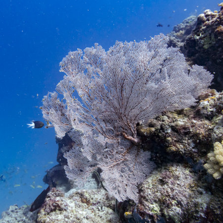Fan coral, Barracuda Bommie Dive Site, Great Barrier Reef, Queensland, Australiaのeditorial素材