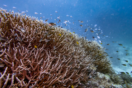 Branch corals and school of fish underwater, Agincourt Reef, Great Barrier Reef, Queensland, Australiaのeditorial素材
