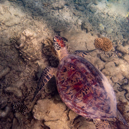 Green Sea turtle, Low Isles, Great Barrier Reef, Queensland, Australiaのeditorial素材