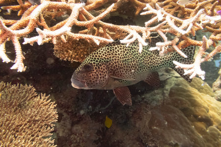 Spotted grouper near branch coral, Agincourt Reef, Great Barrier Reef, Queensland, Australiaのeditorial素材