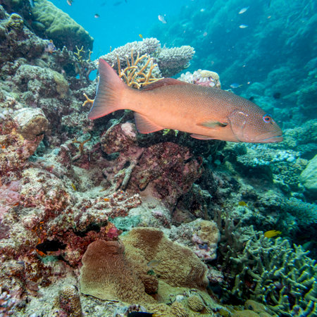 Blue spotted grouper, Turtle Bommie Dive Site, Great Barrier Reef, Queensland, Australiaのeditorial素材