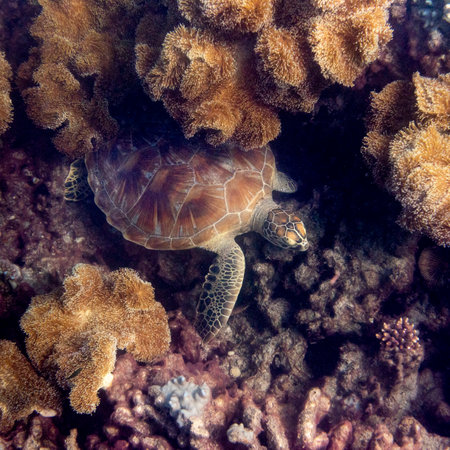 Green Sea Turtle among Toadstool Corals, Low Isles, Great Barrier Reef, Queensland, Australiaのeditorial素材