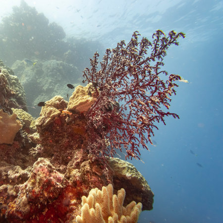 Coral reef, Agincourt Reef, Great Barrier Reef, Queensland, Australiaのeditorial素材