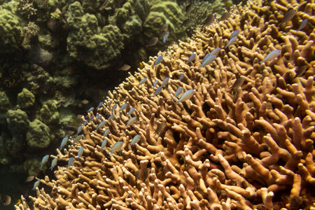 Fish swimming above coral reef, Agincourt Reef, Great Barrier Reef, Queensland, Australiaのeditorial素材