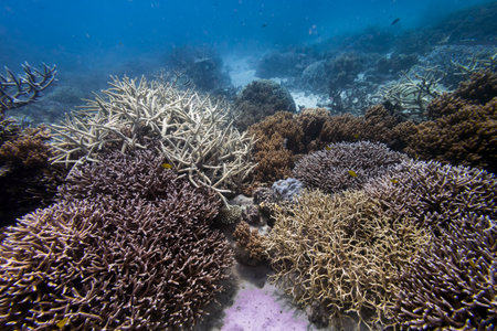 Branch corals, Agincourt Reef, Great Barrier Reef, Queensland, Australiaのeditorial素材