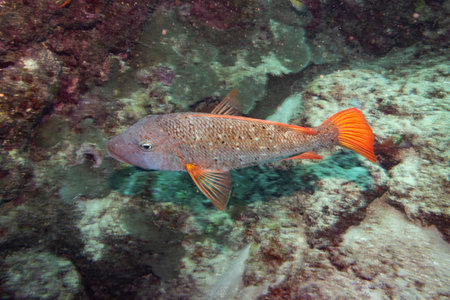 Fish with orange tail underwater, Castle Rock Dive Site, Nursery Dive Site, Great Barrier Reef, Queensland, Australiaのeditorial素材