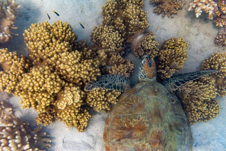 Green Sea turtle, Low Isles, Great Barrier Reef, Queensland, Australiaのeditorial素材