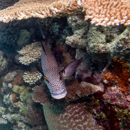 Spotted fish among corals, Nursery Dive Site, Great Barrier Reef, Queensland, Australiaのeditorial素材
