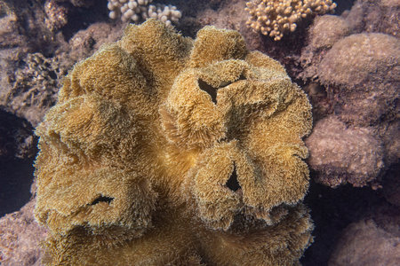 Toadstool Coral, Low Isles, Great Barrier Reef, Queensland, Australiaのeditorial素材
