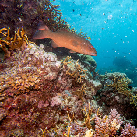 Blue spotted grouper, Turtle Bommie Dive Site, Great Barrier Reef, Queensland, Australiaのeditorial素材