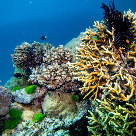 Branch Corals, Turtle Bommie Dive Site, Great Barrier Reef, Queensland, Australiaのeditorial素材
