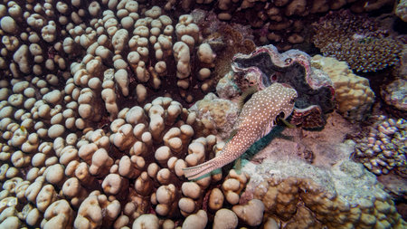 White spotted pufferfish swimming near giant clam, Turtle Bommie Dive Site, Great Barrier Reef, Queensland, Australiaのeditorial素材