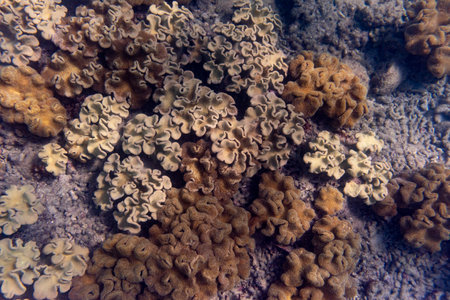 Coral Reef, Low Isles, Great Barrier Reef, Queensland, Australiaのeditorial素材