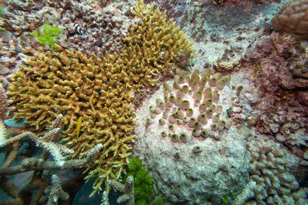 Coral, Agincourt Reef, Great Barrier Reef, Queensland, Australiaのeditorial素材