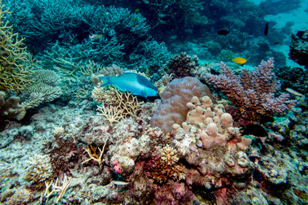 Blue Parrotfish near corals, Turtle Bommie Dive Site, Great Barrier Reef, Queensland, Australiaのeditorial素材
