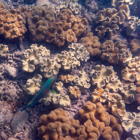 Blue parrotfish swimming above corals, Low Isles, Great Barrier Reef, Queensland, Australiaのeditorial素材