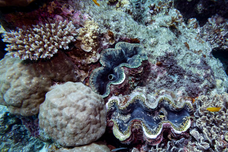Giant clams and sea corals, Agincourt Reef, Great Barrier Reef, Queensland, Australiaのeditorial素材