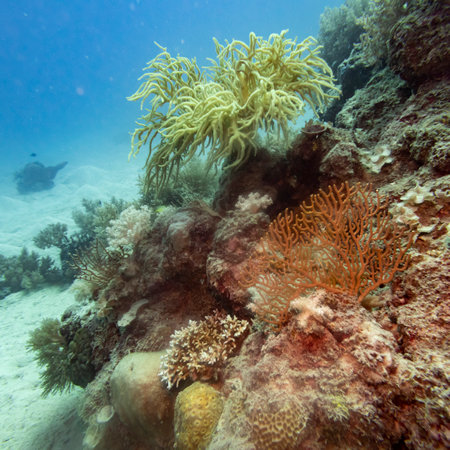 Corals, Low Isles, Great Barrier Reef, Queensland, Australiaのeditorial素材