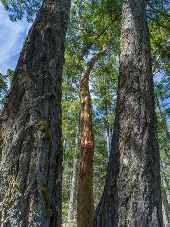 Forest in Englishman River Falls Provincial Park, Vancouver Island, British Columbiaのeditorial素材
