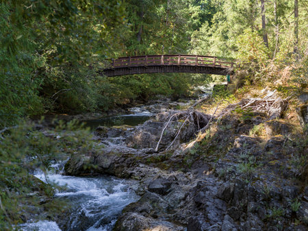 Bridge over Ravine in Englishman River Falls Provincial Park, Vancouver Islandのeditorial素材