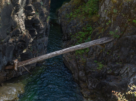 Log over ravine in Englishman River Falls Provincial Park, Vancouver Islandのeditorial素材