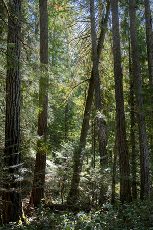 Forest in Englishman River Falls Provincial Park, Vancouver Island, British Columbiaのeditorial素材