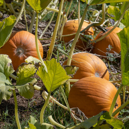 Pumpkins in a field, Vancouver Island, British Columbiaのeditorial素材