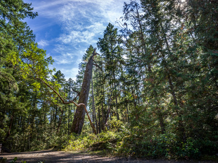 Forest in Englishman River Falls Provincial Park, Vancouver Islandのeditorial素材