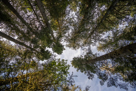 Forest in Englishman River Falls Provincial Park, Vancouver Island, British Columbia