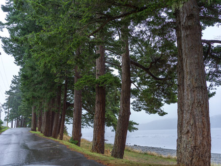 Row of evergreen trees along roadway and shoreline in Village of Alert Bay, Cormorant Island, British Columbia, Vancouver Island, Canadaのeditorial素材