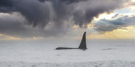 Dorasal Fin of an Orca Killer Whale breaching the ocean surface in the Johnstone Strait, North Vancouver Island, British Columbia, Canadaのeditorial素材