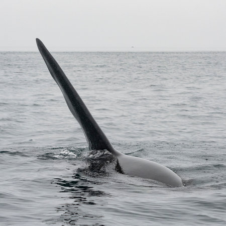 Dorasal Fin of an Orca Killer Whale breaching the ocean surface in the Johnstone Strait, North Vancouver Island, British Columbia, Canadaのeditorial素材