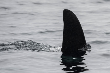 Dorasal Fin of an Orca Killer Whale breaching the ocean surface in the Johnstone Strait, North Vancouver Island, British Columbia, Canadaのeditorial素材