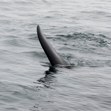 Dorasal Fin of an Orca Killer Whale breaching the ocean surface in the Johnstone Strait, North Vancouver Island, British Columbia, Canadaのeditorial素材