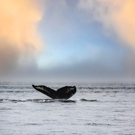 Tail Fluke of a Humpback Whale breaching the ocean surface in the Johnstone Strait, North Vancouver Island, British Columbia, Canadaのeditorial素材